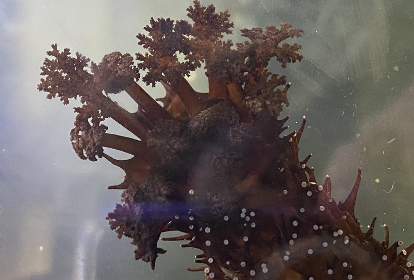 Sea cucumbers sex life under microscope