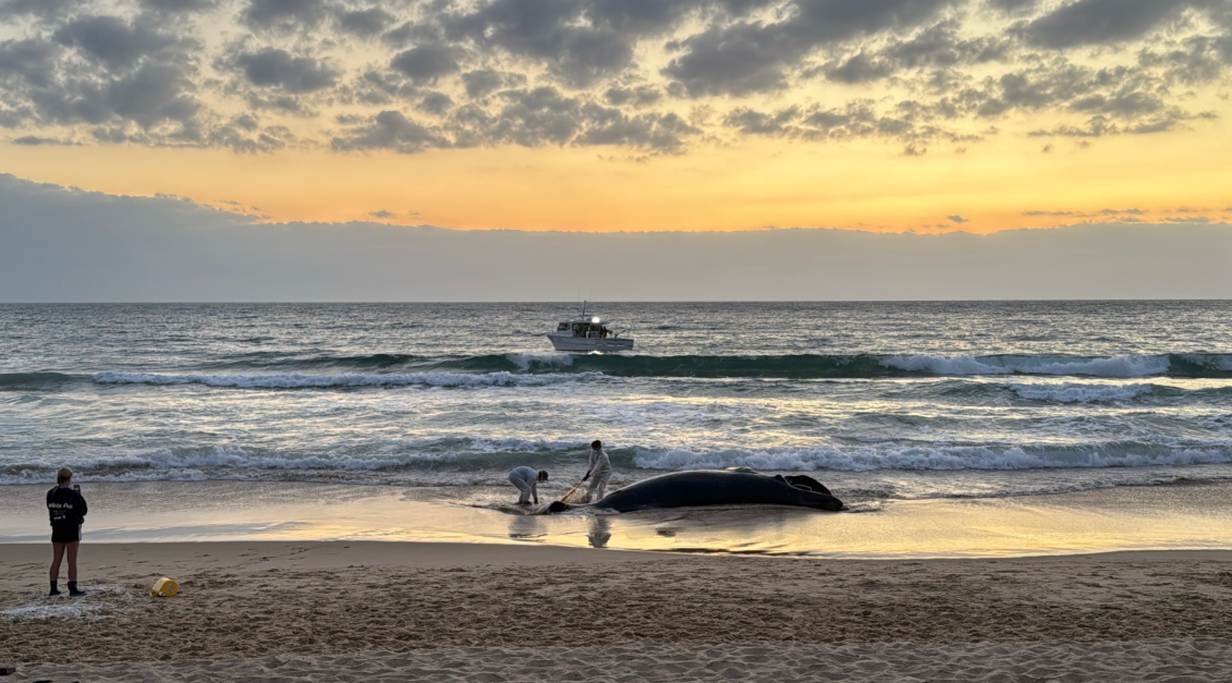 Dead whale tested for bird flu