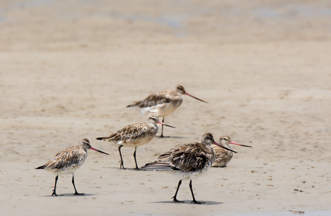 Exclusion zone starts today to protect migratory birds